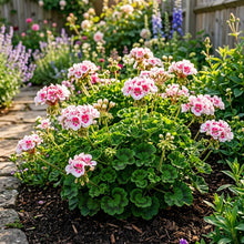 White Pink Geranium Flower Seeds For Planting
