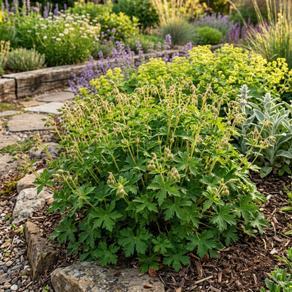 Geranium Albanum Flower Seeds