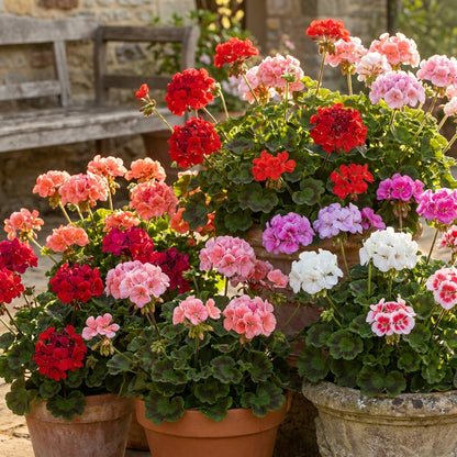Geranium Pelargonium Flower Seeds for Planting