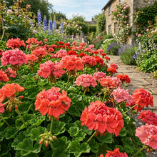 Light Red Geranium Flower Seeds for Garden Planting