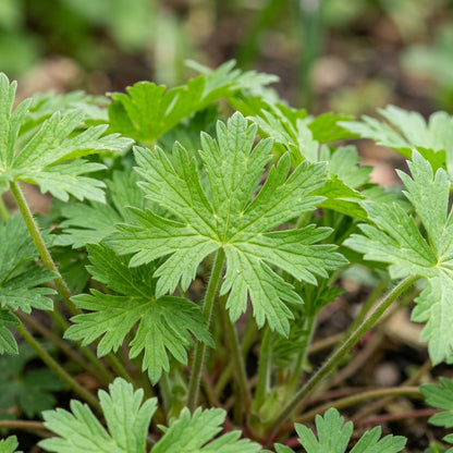 Geranium Pratense Pink Ghost Flower Seeds