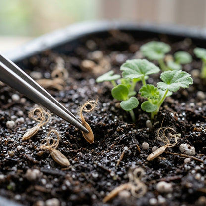 Geranium Shadow Mixed Flower Seeds For Planting