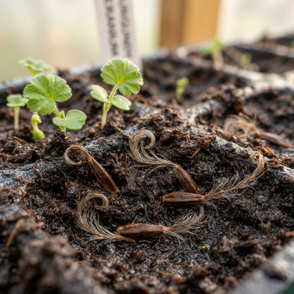 Burgundy Geranium Flower Seeds for Garden Planting