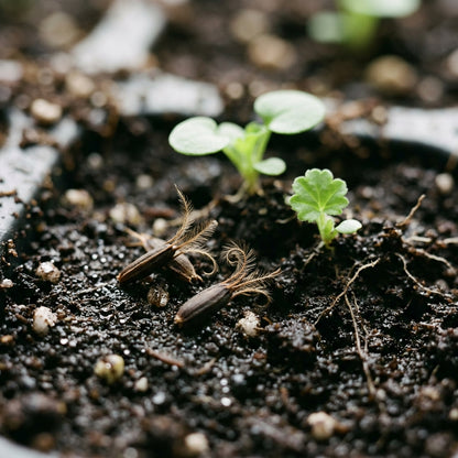 Geranium Flower Seeds for Planting
