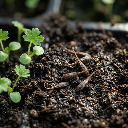 Geranium Phaeum Flower Seeds For Planting