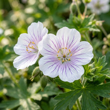 Geranium versicolor Flower Seeds for Planting