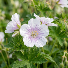 Geranium versicolor Flower Seeds for Planting
