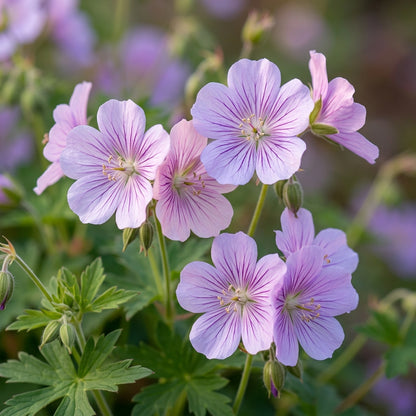 Geranium Yoshinoi Flower Seeds