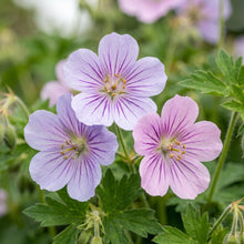 Geranium Yoshinoi Flower Seeds