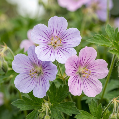 Geranium Yoshinoi Flower Seeds