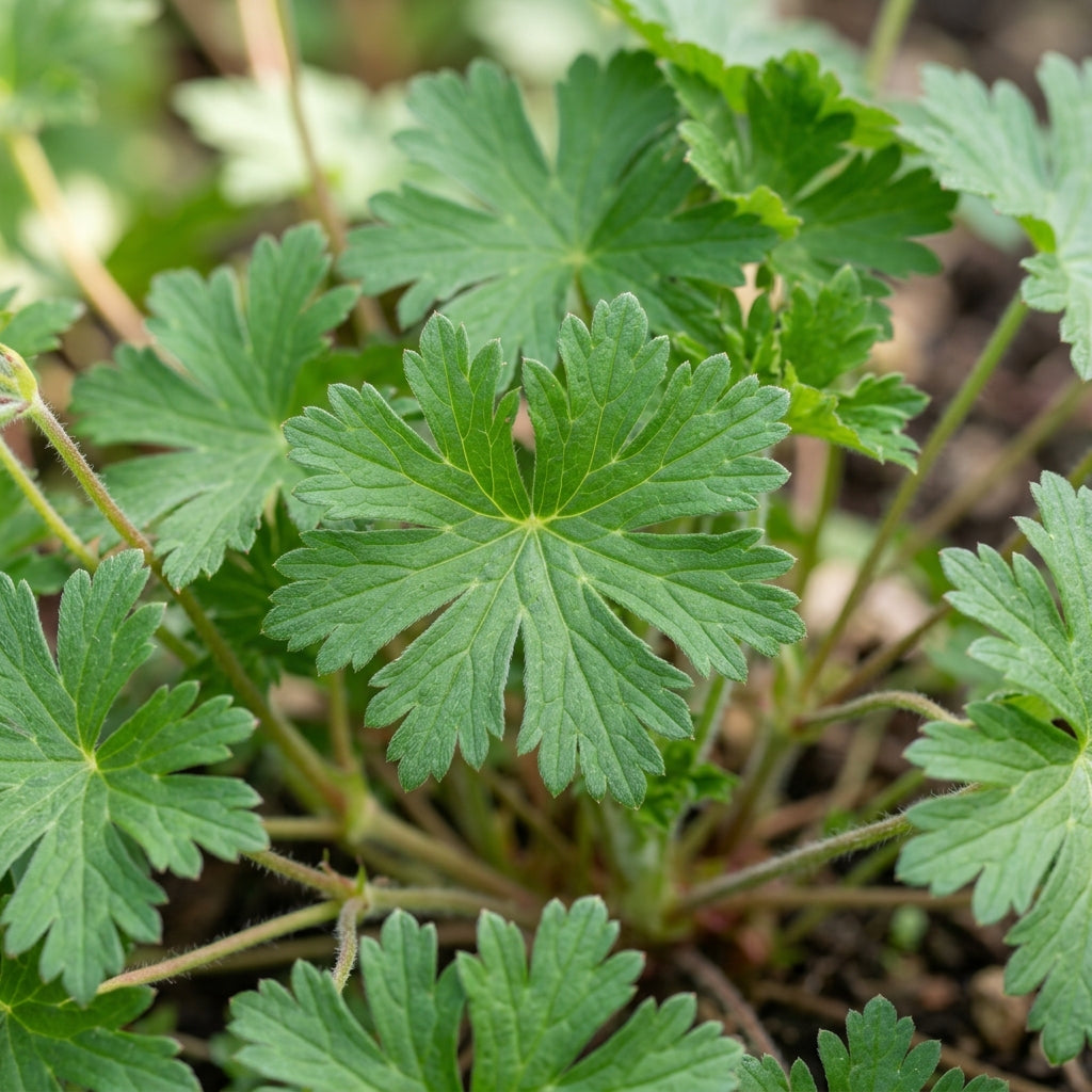 Geranium Yoshinoi Flower Seeds