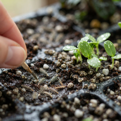 Mixed Gerbera Flower Seeds for Planting