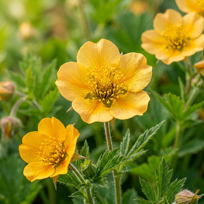 Geum Magellanicum Seeds for Garden Planting