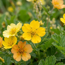 Geum Magellanicum Seeds for Garden Planting