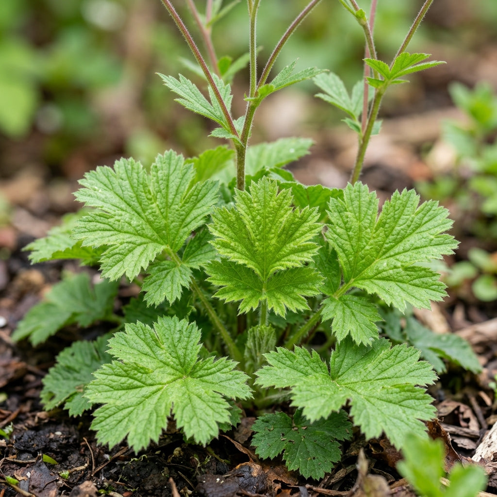 Geum Magellanicum Seeds for Garden Planting