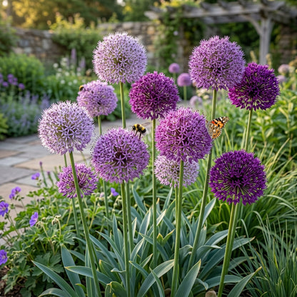 Giant Allium giganteum Flower Seeds for Planting