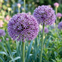 Giant Allium giganteum Flower Seeds for Planting