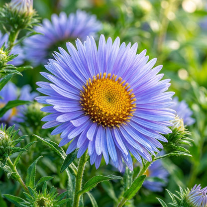 Giant Blue Moon Aster Flower Seeds for Planting