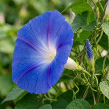 Giant Blue Moonflower Seeds for Planting