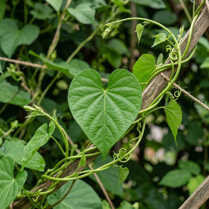 Giant Blue Moonflower Seeds for Planting