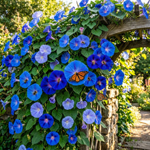 Giant Blue Moonflower Seeds for Planting