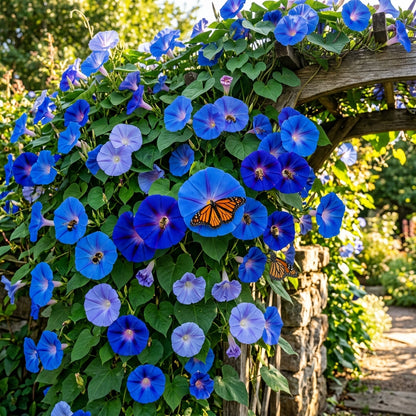 Giant Blue Moonflower Seeds for Planting