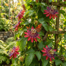 Giant Granadilla Red Passion Flower Vine Seeds for Planting