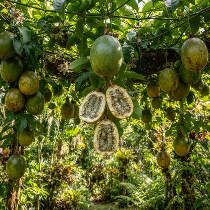 Giant Granadilla (Passiflora quadrangularis) Seeds for Planting