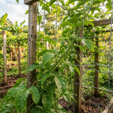 Giant Granadilla (Passiflora quadrangularis) Seeds for Planting