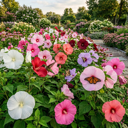 Giant Dinnerplate Hibiscus Flower Seeds for Planting