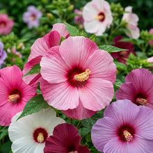 Giant Dinnerplate Hibiscus Flower Seeds for Planting