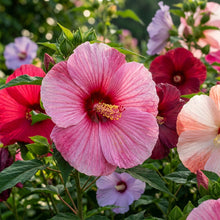 Giant Dinnerplate Hibiscus Flower Seeds for Planting