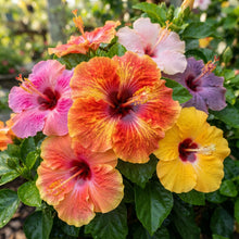 Giant Mixed Hibiscus Flower Seeds for Planting