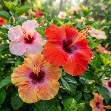 Giant Mixed Hibiscus Flower Seeds for Planting