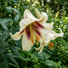 Cardiocrinum Giganteum Seeds – Giant Himalayan Lily