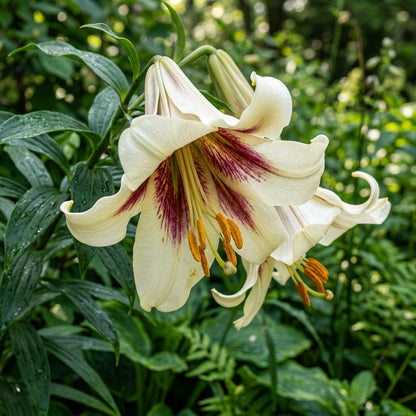 Cardiocrinum Giganteum Seeds – Giant Himalayan Lily