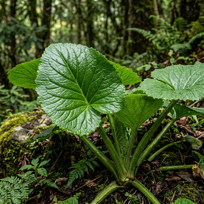 Cardiocrinum Giganteum Seeds – Giant Himalayan Lily