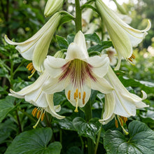 Cardiocrinum Cordatum Giant Lily Flower Seeds