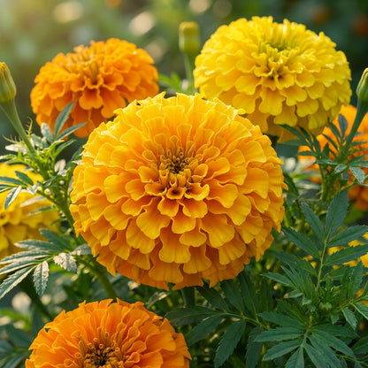 Giant Hybrid Marigold Flower Seeds for Planting - Large Blooms