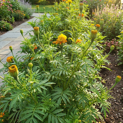 Giant Hybrid Marigold Flower Seeds for Planting - Large Blooms