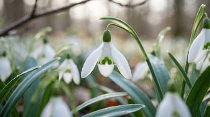 Galanthus Elwesii Flower Seeds - Snowdrop Flower Seeds for Garden