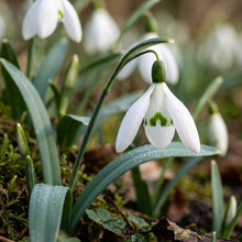 Galanthus Elwesii Flower Seeds - Snowdrop Flower Seeds for Garden
