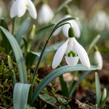 Galanthus Elwesii Flower Seeds - Snowdrop Flower Seeds for Garden