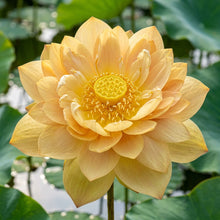 Giant Sunburst Lotus Flower Seeds for Planting