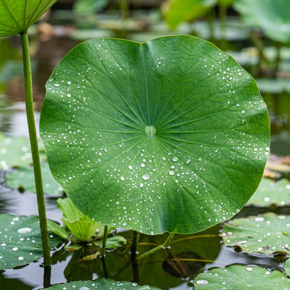 Giant Sunburst Lotus Flower Seeds for Planting