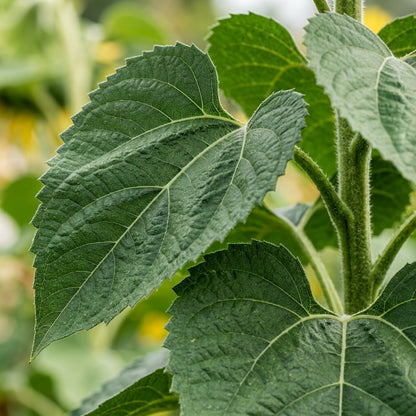 Giant Sunflower Seeds For Planting