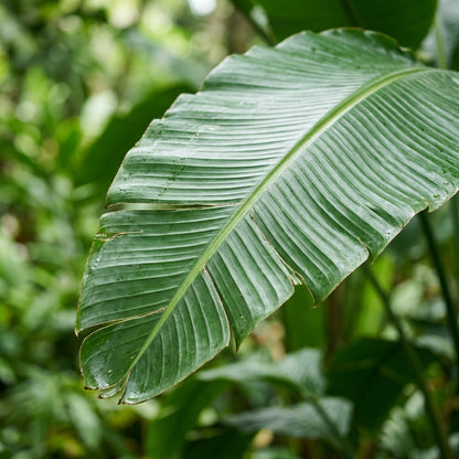 Strelitzia Nicolai Seeds