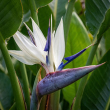 Strelitzia Nicolai Seeds