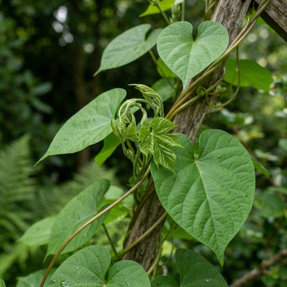 Giant White Moonflower Seeds for Planting