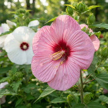 Nema Giant Hibiscus Flower Seeds for Planting